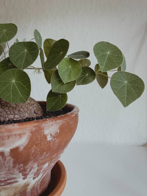 A Stephania erecta plant in a pot—how to take care of stephania erecta
