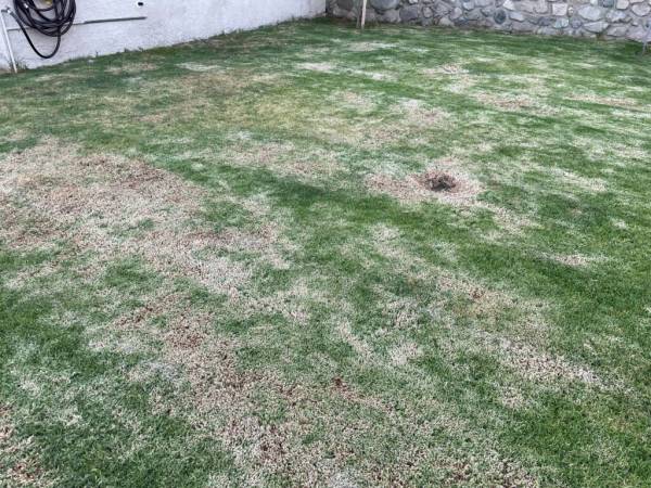 A bad lawn—why is my grass turning white