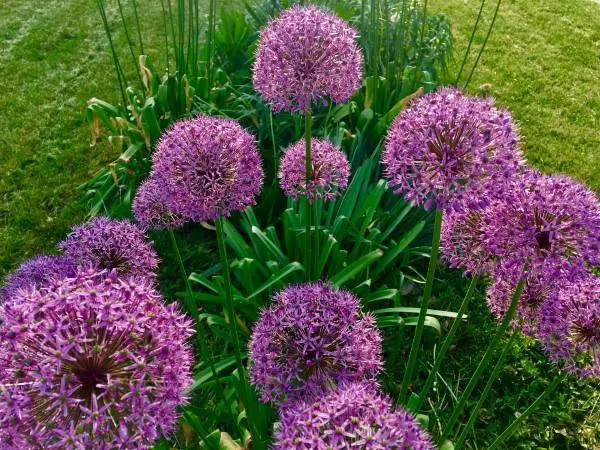 Allium Nature Plant Flower Bloom Blossom Purple