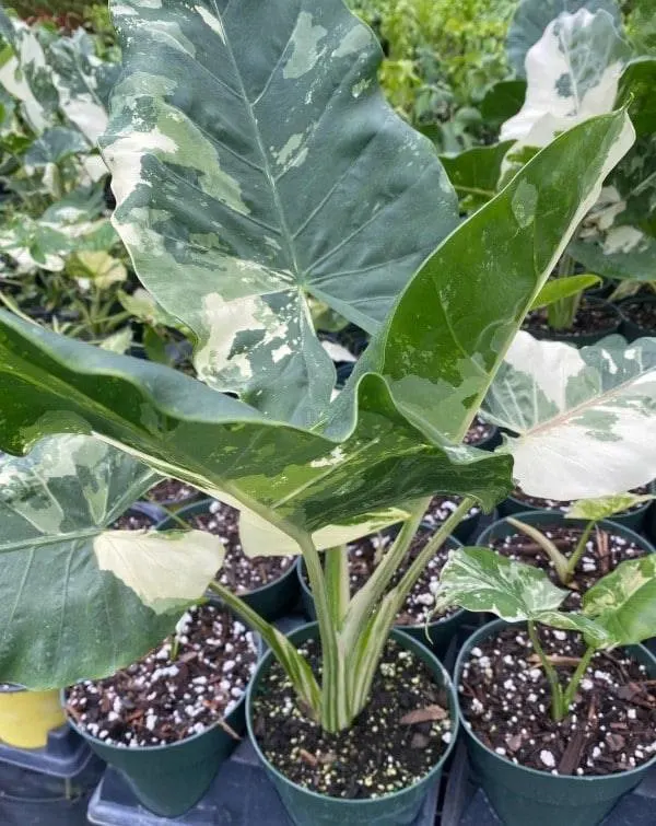 Alocasia Macrorrhiza Variegata 2