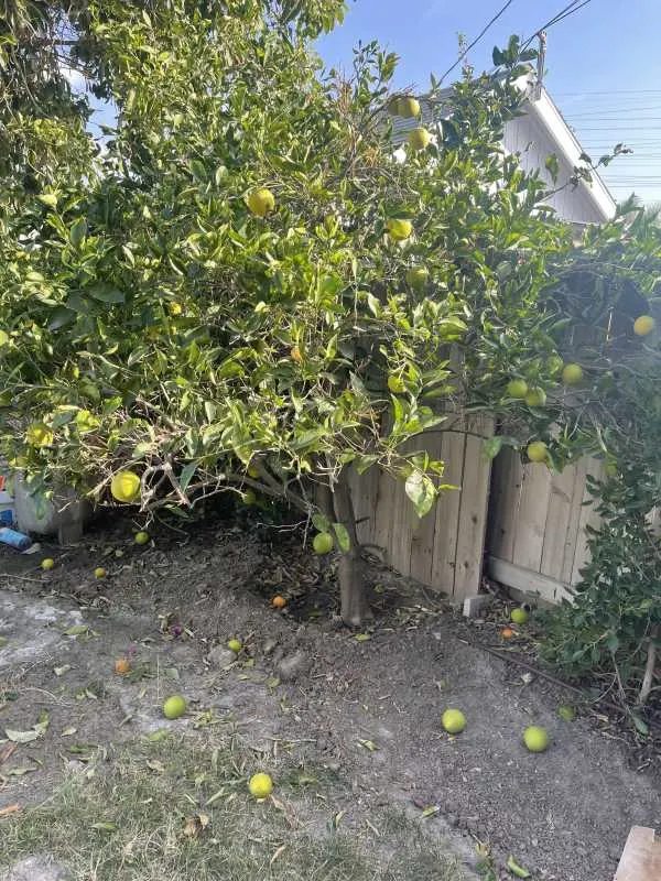Anyone know why my orange tree cant hold the fruit 1