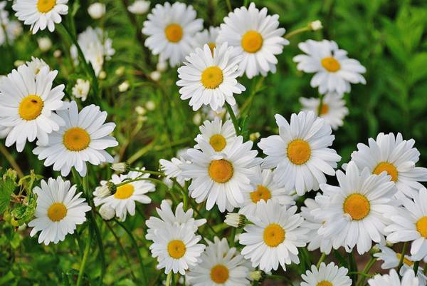 Argyranthemum Most Beautiful Flowers That Start With A