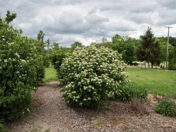 Autumn Jazz Viburnum 3