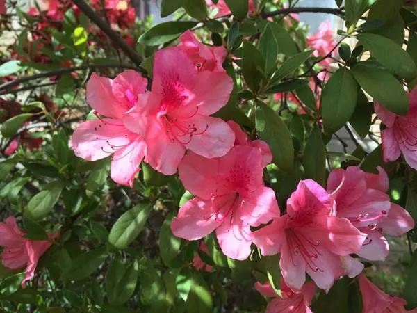 Azaleas Most Beautiful Flowers That Start With A