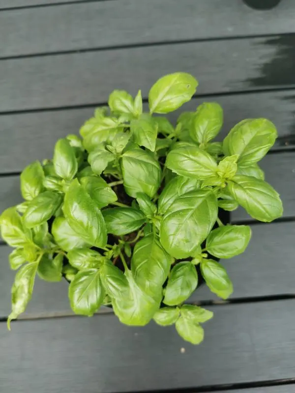 Basil Companion Plant Beans