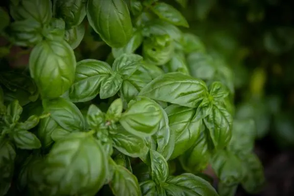 Basil Companion Plants for Cantaloupe