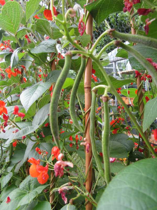 Beans Companion Plants for Cantaloupe
