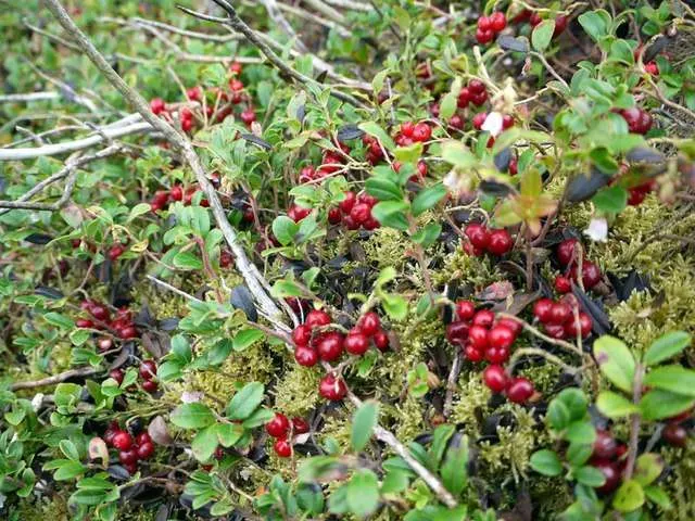 Bearberry Ground Cover Plants to Grow in Michigan