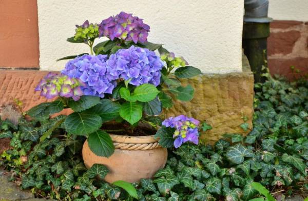 Beautiful Hydrangea in a pot. Is My Hydrangea Dead or Dormant