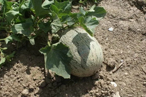 Best Companion Plants for Cantaloupe