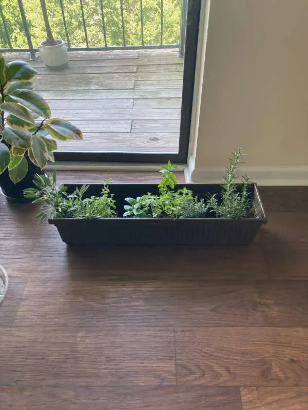 Best Oregano Companion Plants