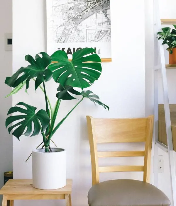 Best Soil for Monstera