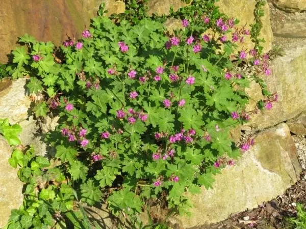 Bigroot Geranium 2