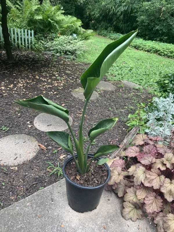 Bird Of Paradise Leaves Curling 1