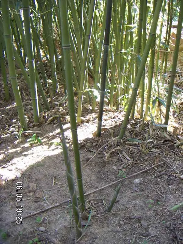 Bisset - Will Bamboo Grow In Michigan