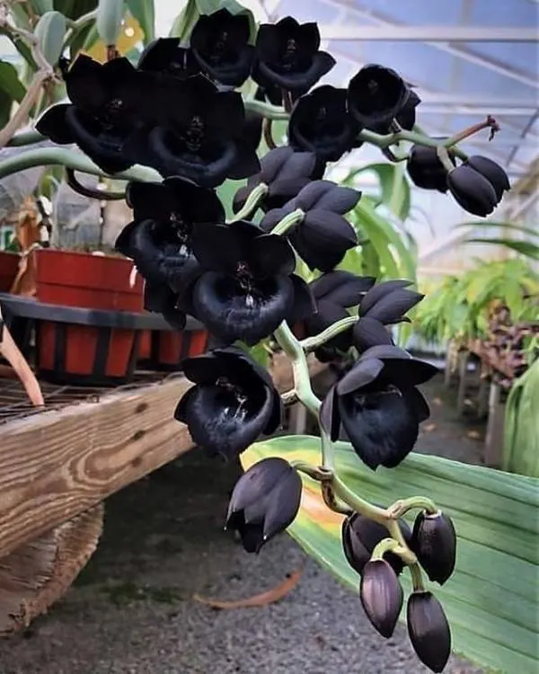 Black Orchids Black Plants Indoor