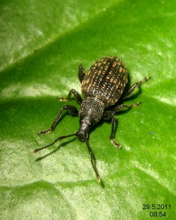 Black vine weevil What Animals Eat Hostas