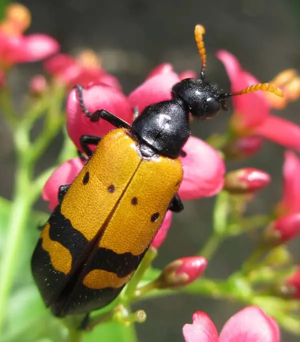 Blister beetles What Animals Eat Hostas