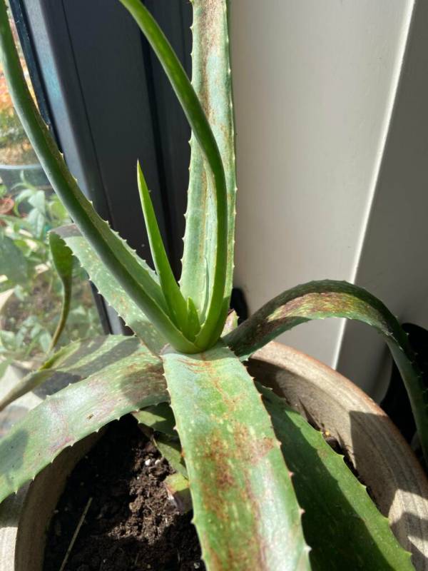 Brown spots on aloe leaves—why are my aloe vera plant leaves bending