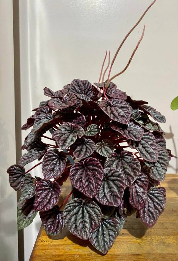 Burgundy Ripple Black Plants Indoor