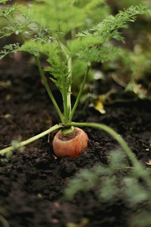 Carrot Companion plants for peas