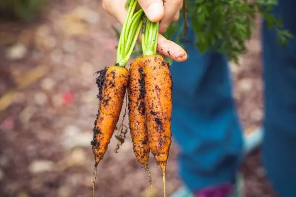 Carrots Companion Plants for Cantaloupe
