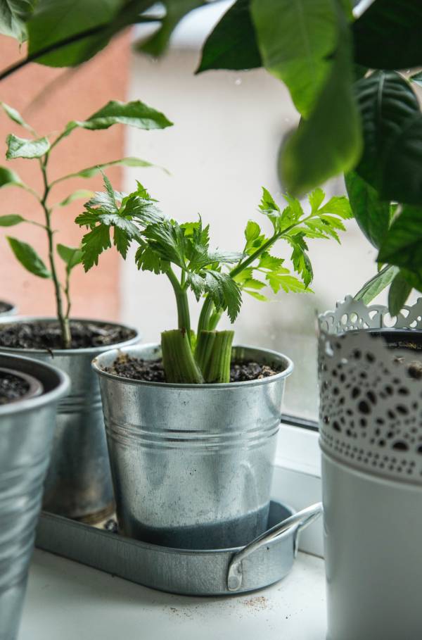 Celery Companion plants for peas