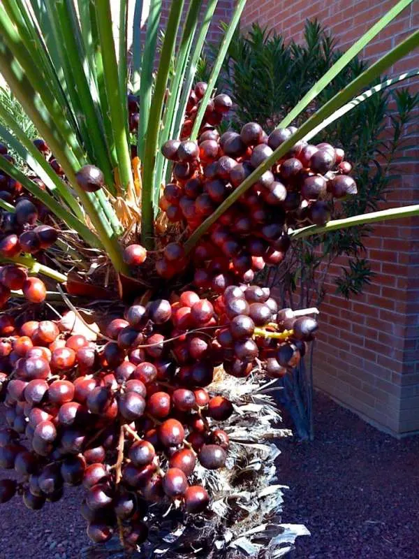 Chamaerops humilis Are Snake Berries Poisonous