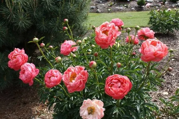 Coral Charm Coral Charm Vs Coral Sunset Peony 3