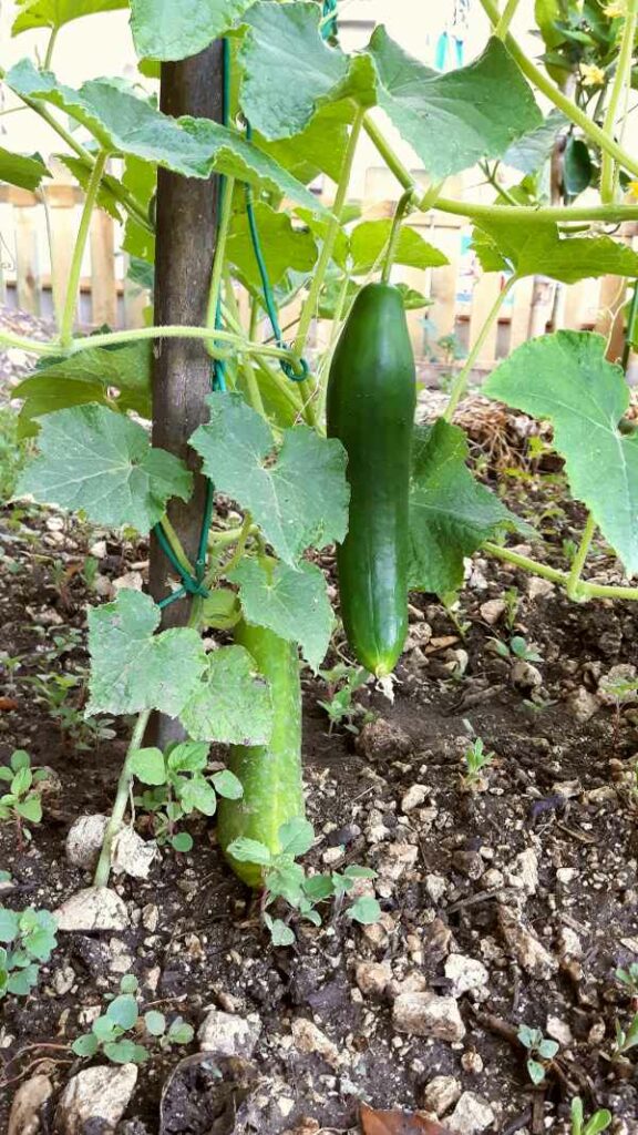 Cucumber Best Oregano Companion Plants