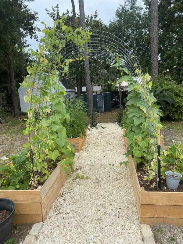 Cucumber Companion Plant Beans