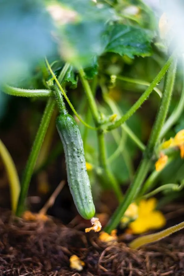 Cucumbers Companion plants for peas