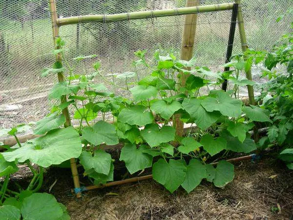 Cucumbers Worst Companion Plants for Cantaloupe 1