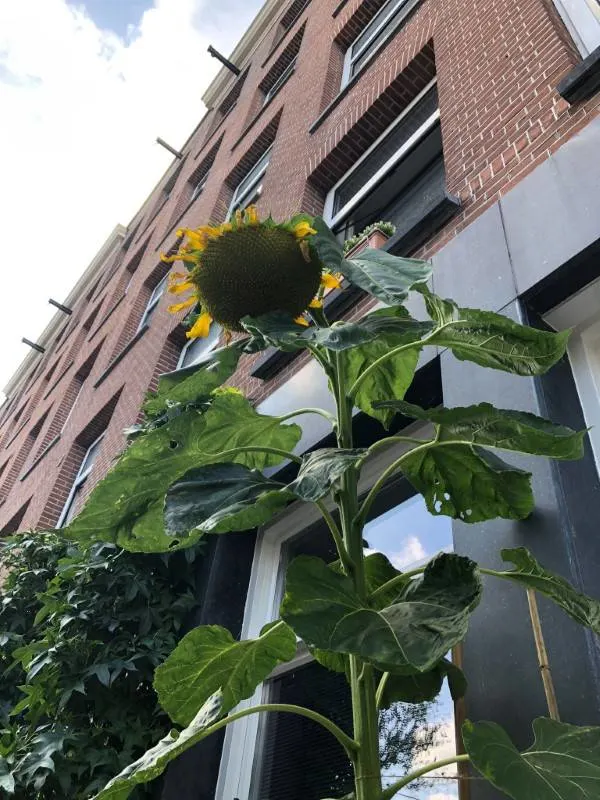 Deadhead Sunflowers How To Deadhead Sunflowers