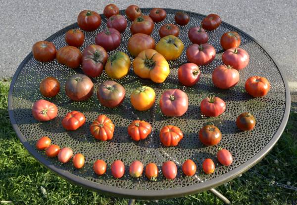 Different varieties of tomatoes on a tray—how to grow Paul Rebeson tomatoes
