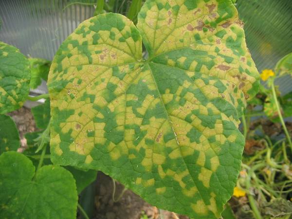 Downy Mildew on a cucumber—why is my columbine dying