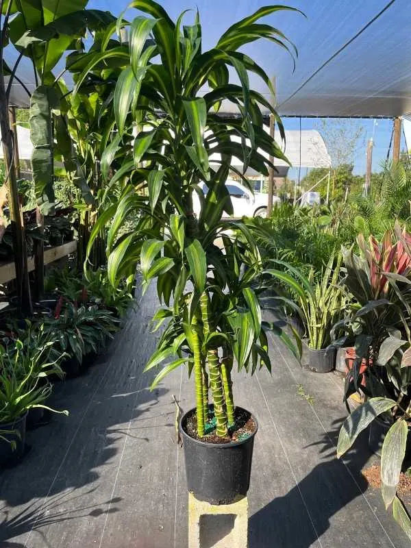 Dracaena Hawaiian Sunshine 2