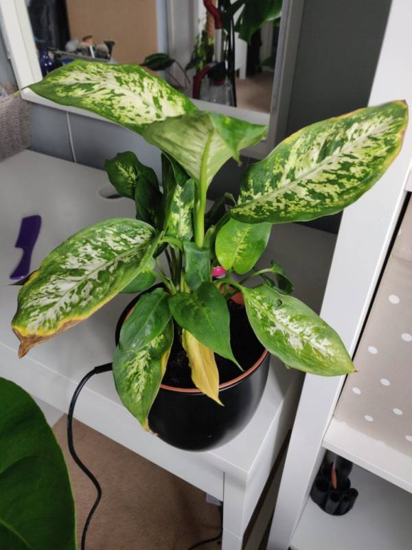 Dumb cane plant—why is my dieffenbachia turning yellow