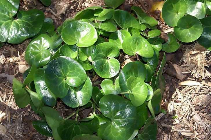 European Wild Ginger - Ground Cover Plants to Grow in Michigan