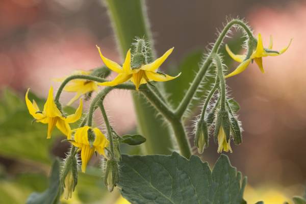 Flowering Stage Tomato Plant Growth Stages