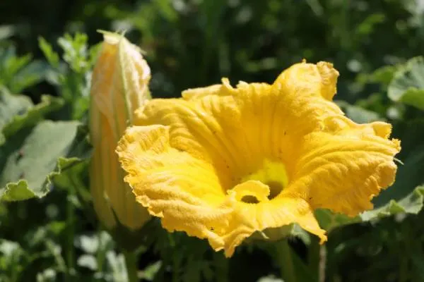 Flowering Stage Zucchini Growing Stages