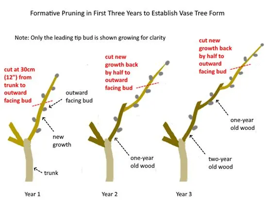 Formative Pruning