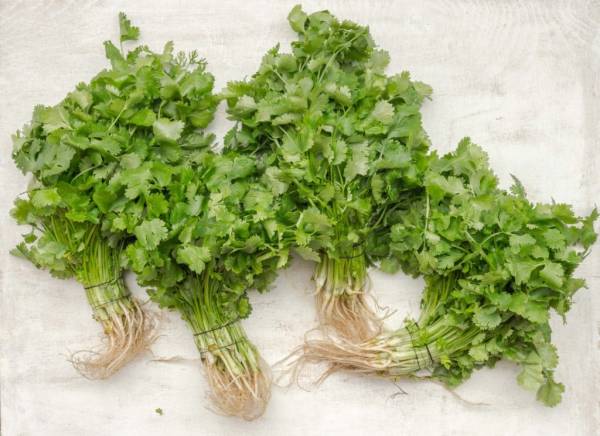 Fresh and raw coriander leaves—how to harvest Cilantro without killing the plant