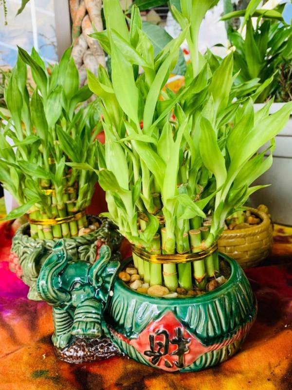 Fresh lucky bamboo assorted planter Why are my bamboo leaves turning yellow