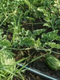 Fruit Development Watermelon Growing Stages