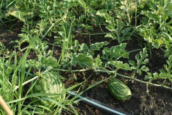 Fruit Development Watermelon Growing Stages