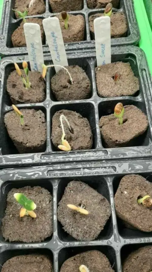 Germination Cantaloupe Growing Stages 576x1024 1