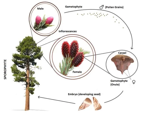 Gymnosperm life cycle Do Gymnosperms Need Water For Fertilization