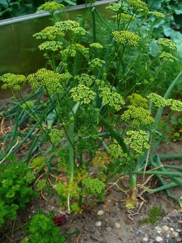 Hamburg Parsley Vegetables That Start With H