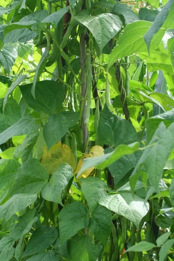 Haricot Vegetables That Start With H